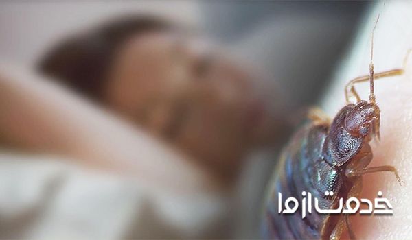 ساس از کجا میاد